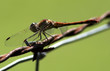 dragonfly on green background