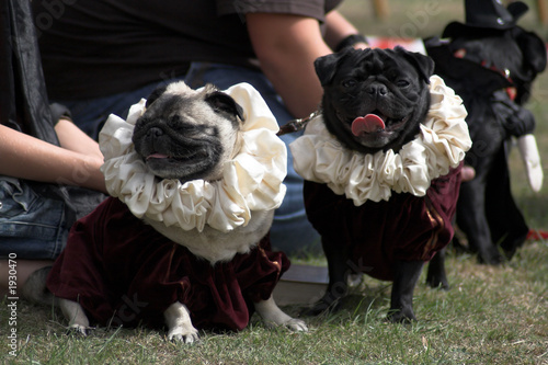 Dressed up pugs