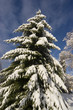 sapin enneigé