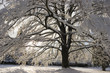 arbre enneigé
