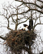 eagle in nest