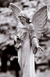 winged angel winged angel