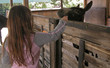 feeding the donkey with carrots