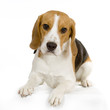 beagles