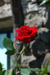 rosa rossa