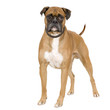 boxer