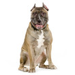 american staffordshire terrier