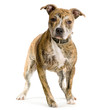 american staffordshire terrier croisé pitt bull