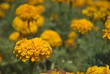 marigold
