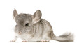 jeune chinchilla