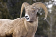 ram portrait