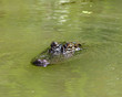 aligator4