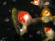 koi in bubbles koi in bubbles