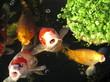 fishy goings on fishy goings on