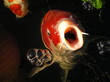 fish do sing!!! fish do sing!!!