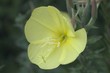 evening primrose