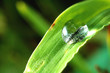 sunlit water droplet in grass