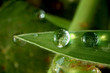 sunlight on droplets