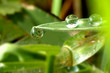 clinging droplet