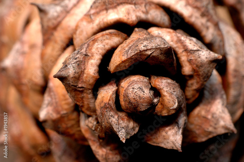 Photo: pine cone close up from above pine cone close up from above