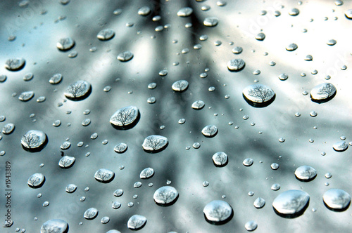 Photo: tree bubbles tree bubbles