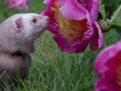 the ferret and the peony