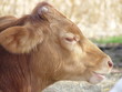 calf
