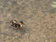 ducks