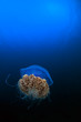 giant jellyfish, indonesia
