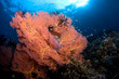 gorgonia coral indonesia sulawesi
