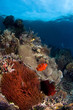  anemone fishes indonesia sulawesi