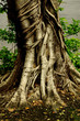 root root