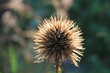 macro plante