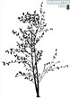 tree silhouette 08