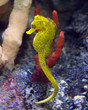 seahorse
