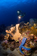 woman diver pointing above reef.