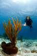 woman diver pointing light at caribbean soft coral