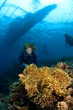 divers and big anemone near surface indonesia sula