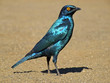 greater blue-eared starling