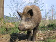 wild boar wild boar