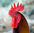 coq