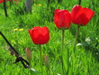 3 tulipani