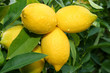 lemon tree branch lemon tree branch
