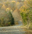 Photo: fall trees fall trees