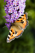 butterfly butterfly