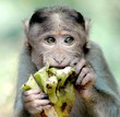 monkey eating something in india