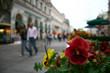flower in kartner street, vienna flower in kartner street, vienna