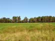 bosque