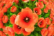 tulips tulips