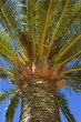 palmier - gros plan